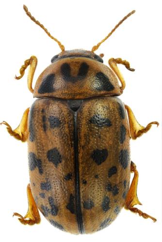 Réf. 336 609 : Gonioctena variabilis